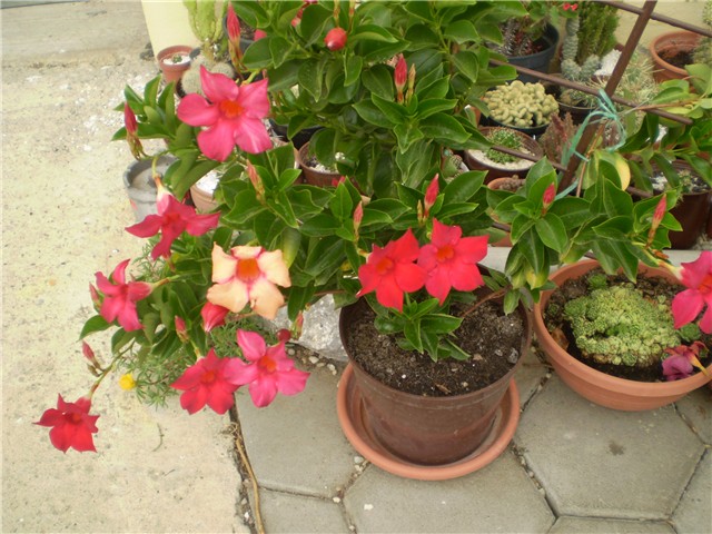 dipladenia